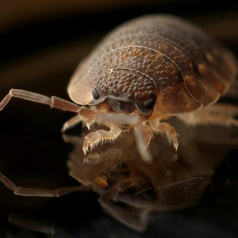 Lessons from the Paris Bedbug Pandemic